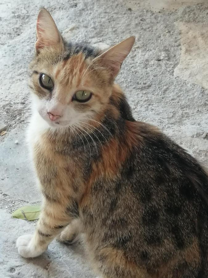 Villa Costas - Popi Sivas Bagian luar foto